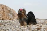 YORKSHIRE TERRIER 396